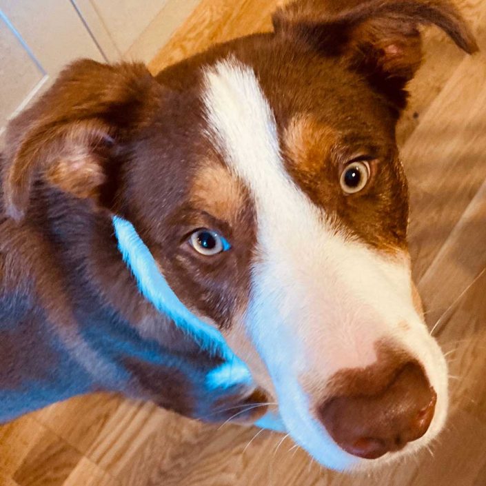 Fernbank Guest House and Bed and Breakfast Aberfeldy